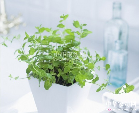 紫羅蘭:打造生機(jī)生活